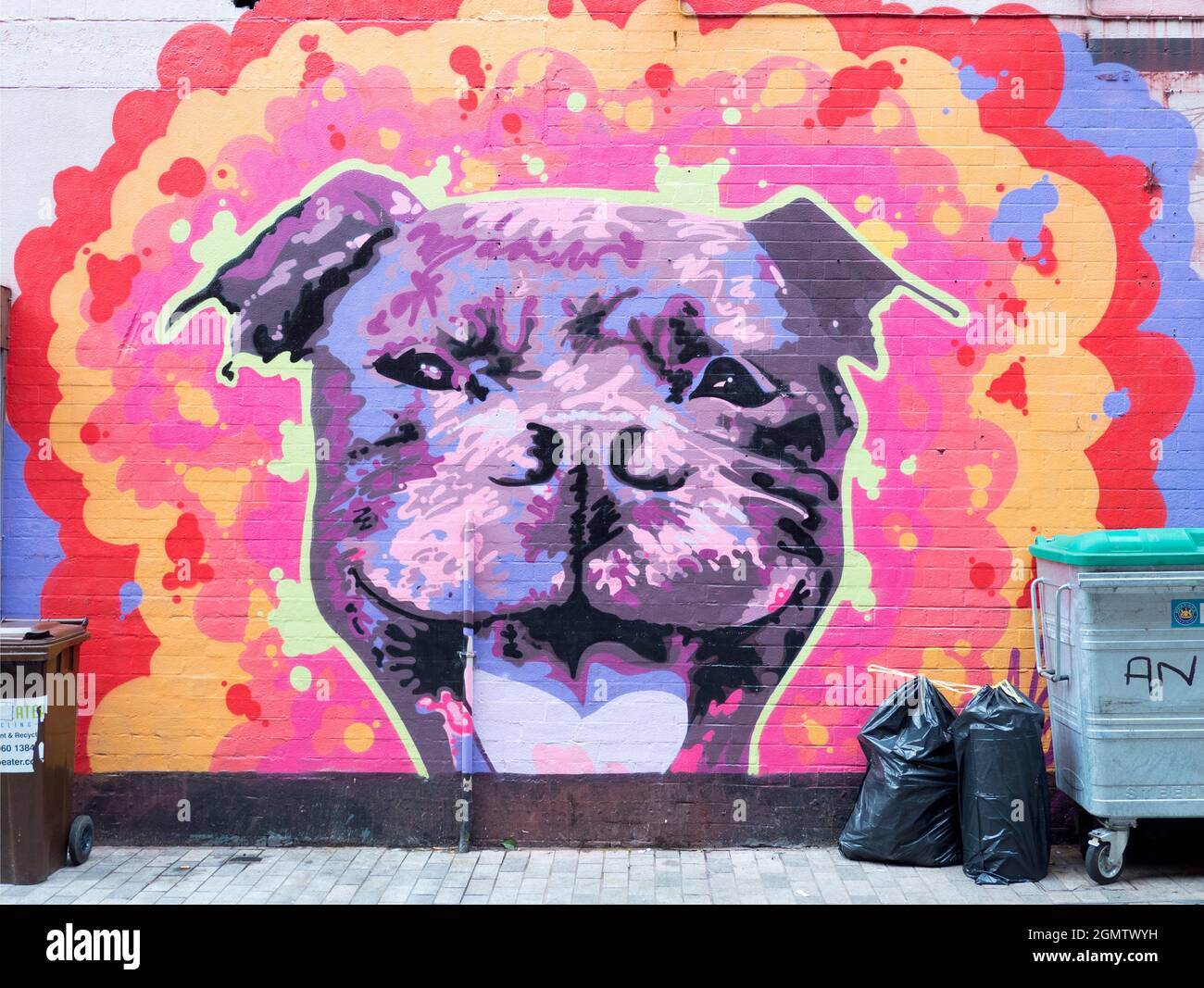 No, not graffiti left by dogs..! That would be silly - but well worth checking out, for sure. Belfast is a city that cannot. seemingly, leave any wall Stock Photo