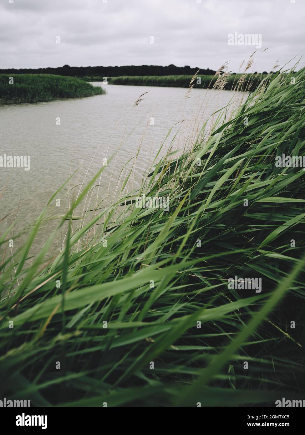AldeOre Estuary The reed bed banks of the River Alde at Snape