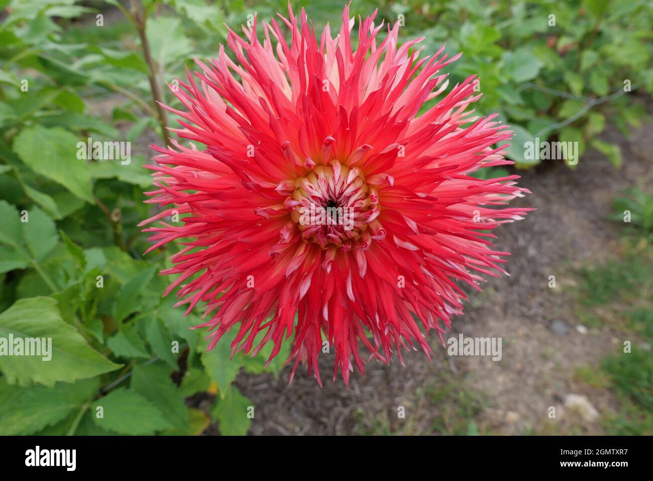 Close up of bright red dahlia flower with shaggy petals Stock Photo