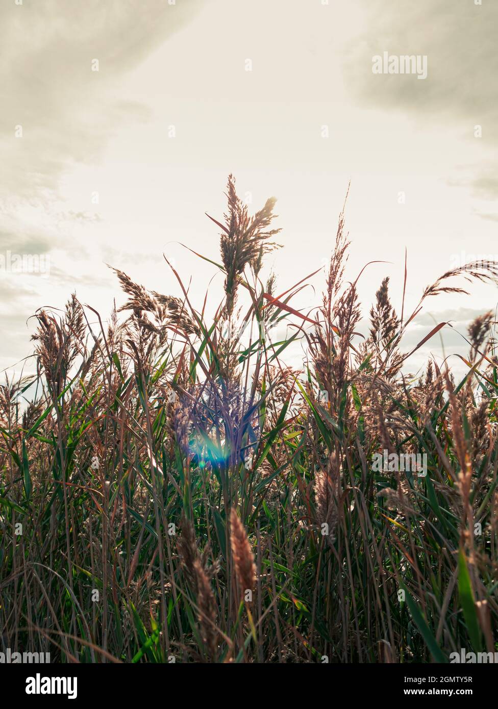 Pampas Grass And Indoor Decor Concept Stock Photo  Download Image Now   Beige Pampas Flower  iStock