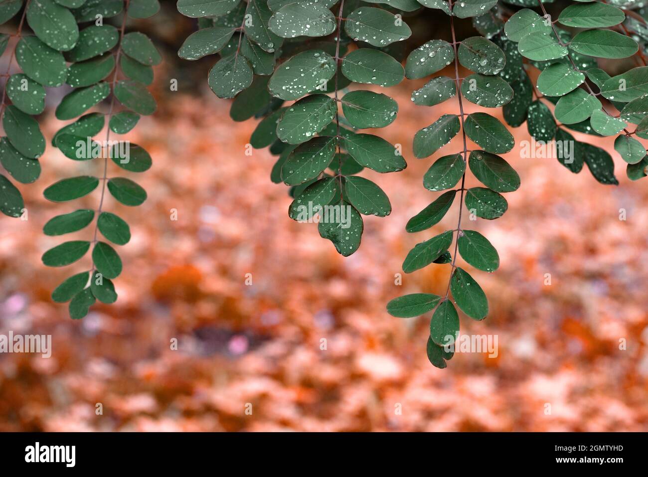 Green acacia with rain drops on red yellow Shallow colored background Stock Photo