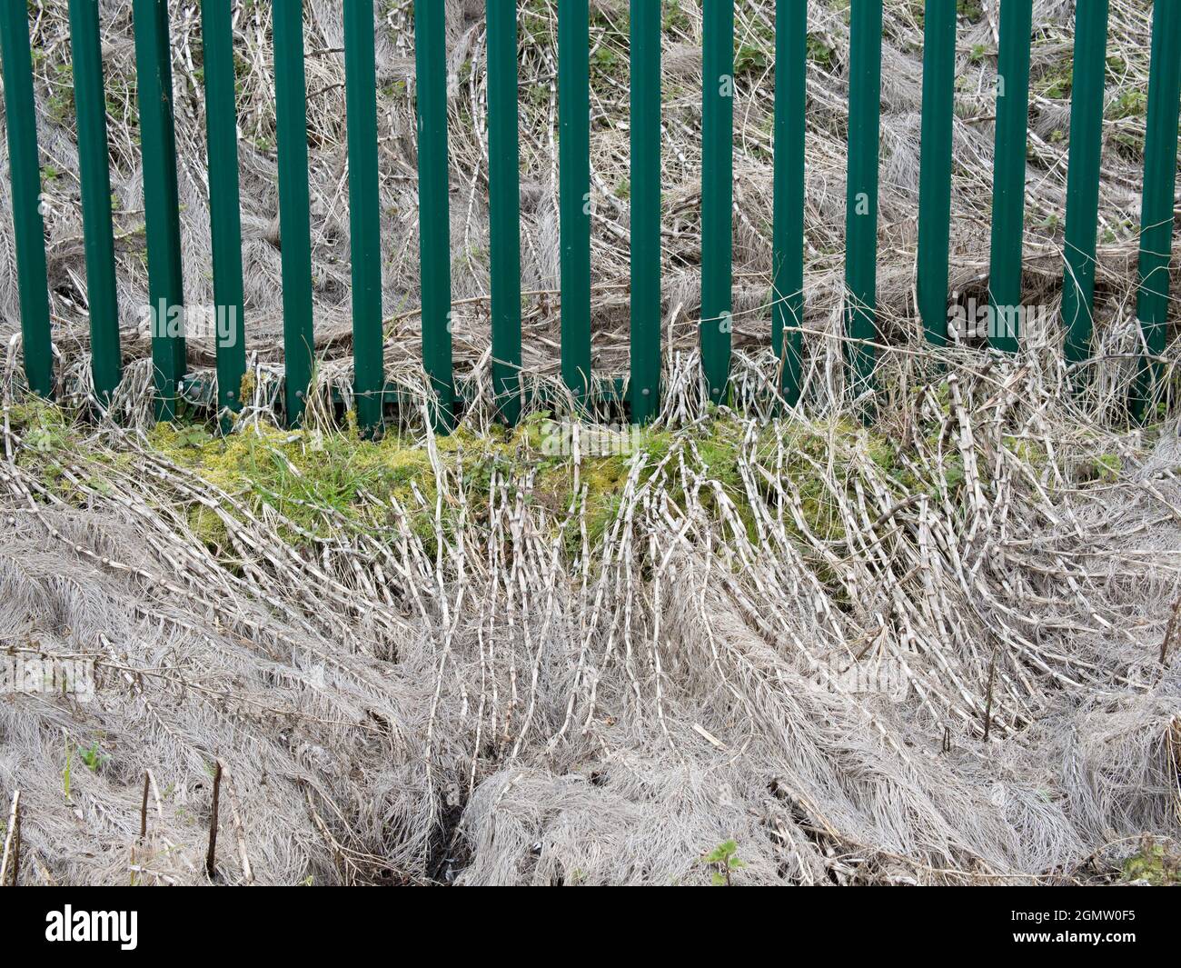 You can see patterns and abstraction everywhere. These swirling, abstract patterns and dividing fence were seen in a walk by dry undergrowth in Kennin Stock Photo