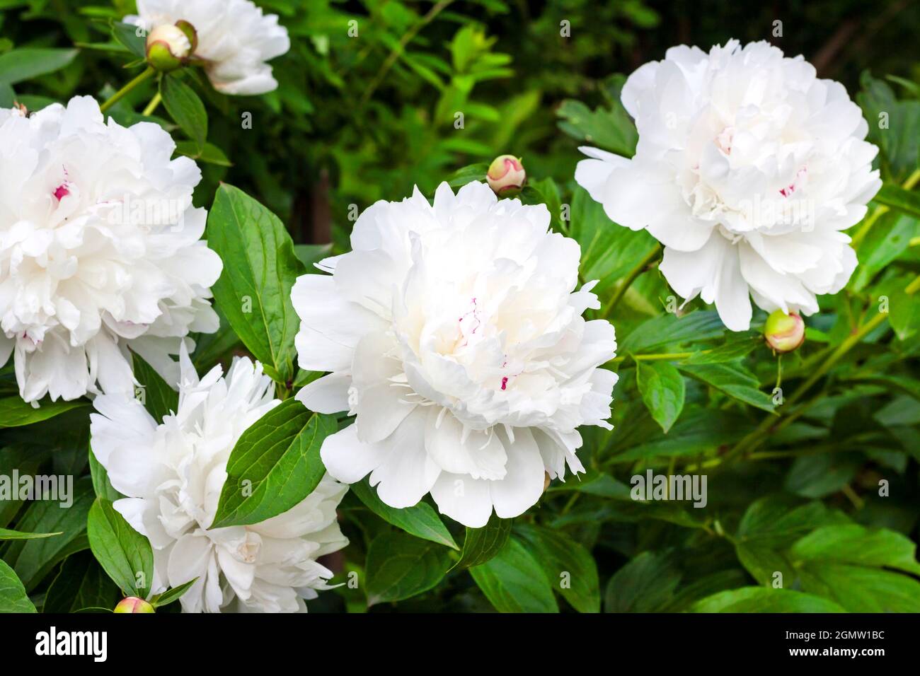 Close-up of white peony on green garden background Stock Photo - Alamy