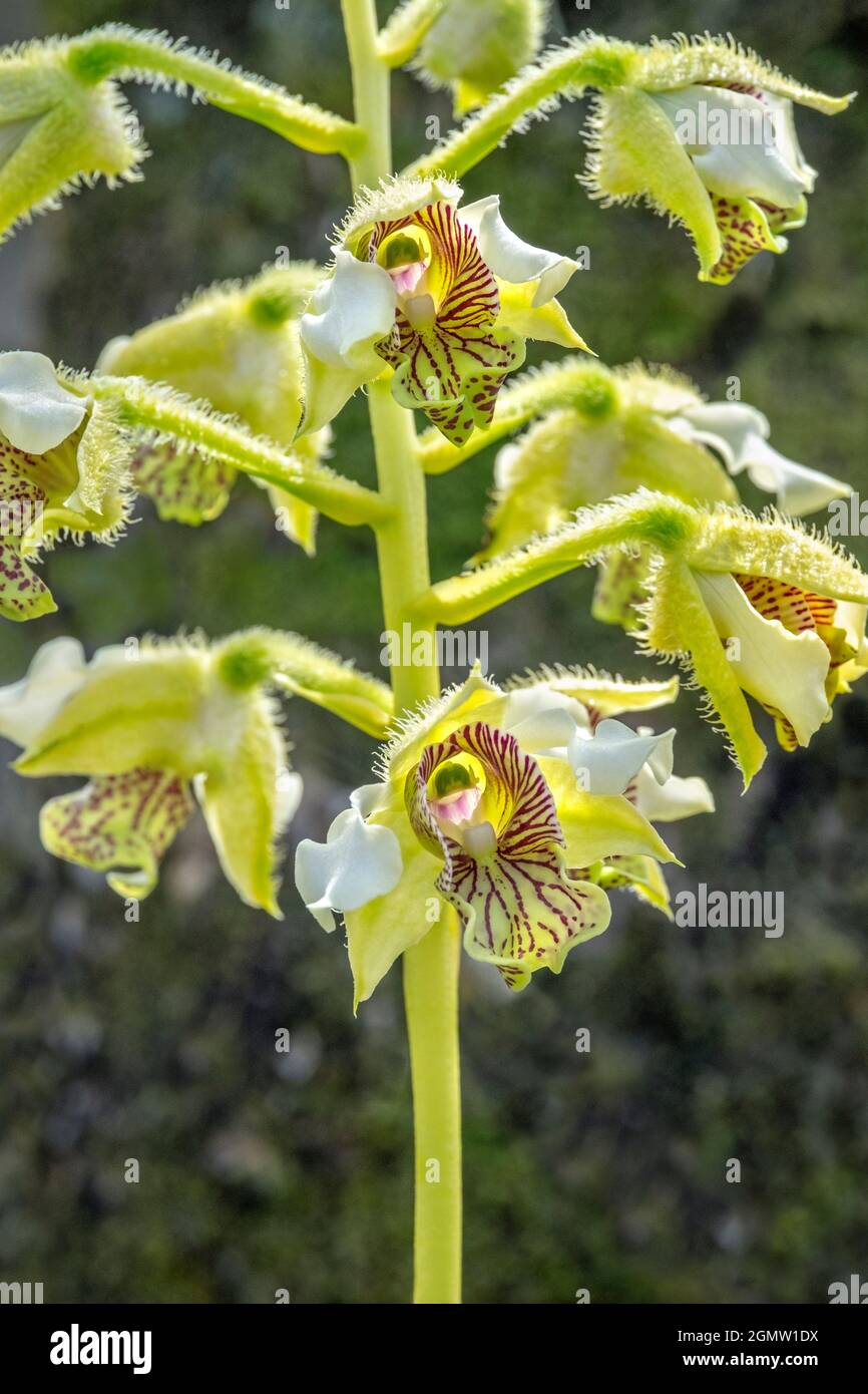 Exotic Orchid Stock Photo