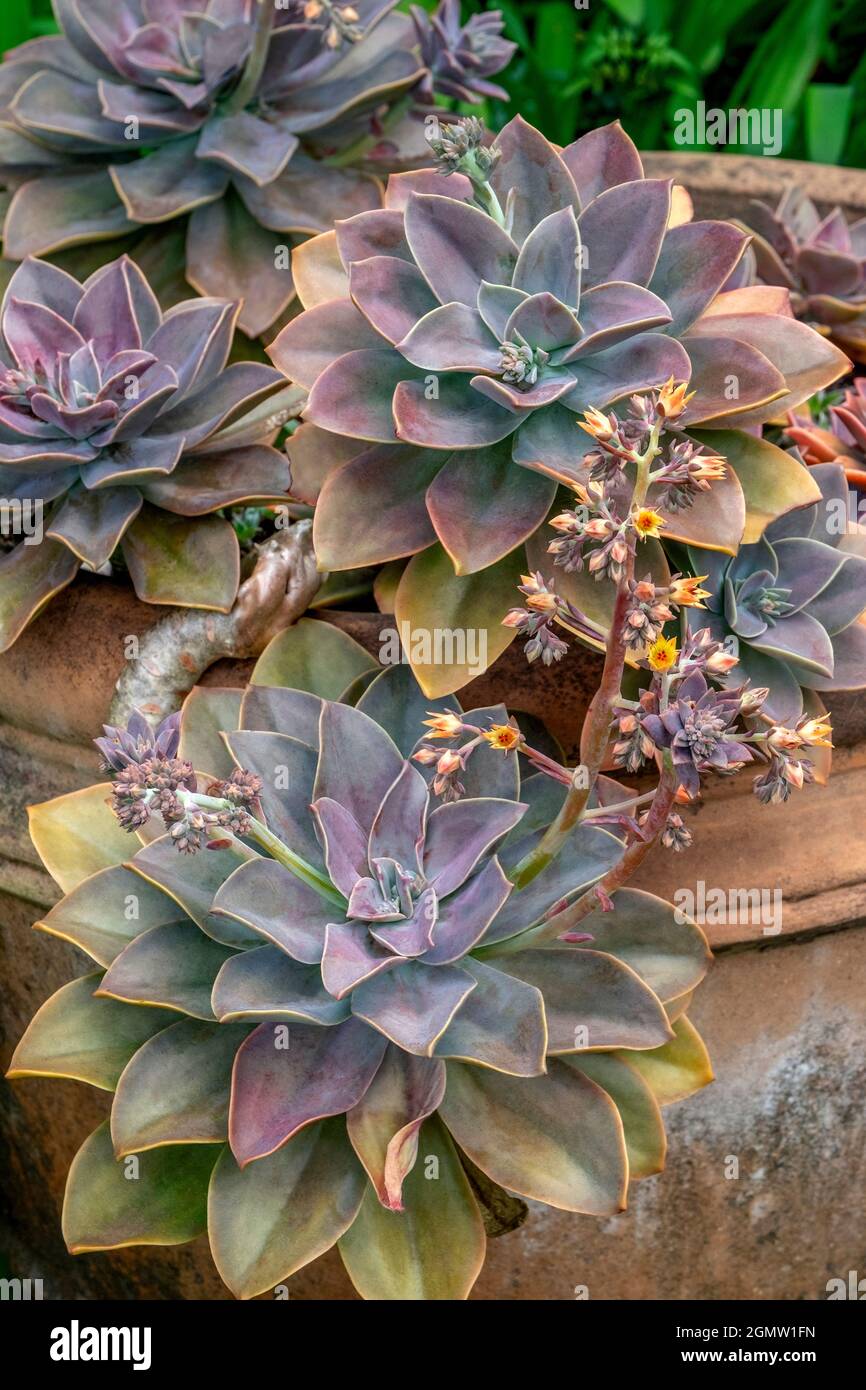 Ghost plant, succulent in a clay pot Stock Photo