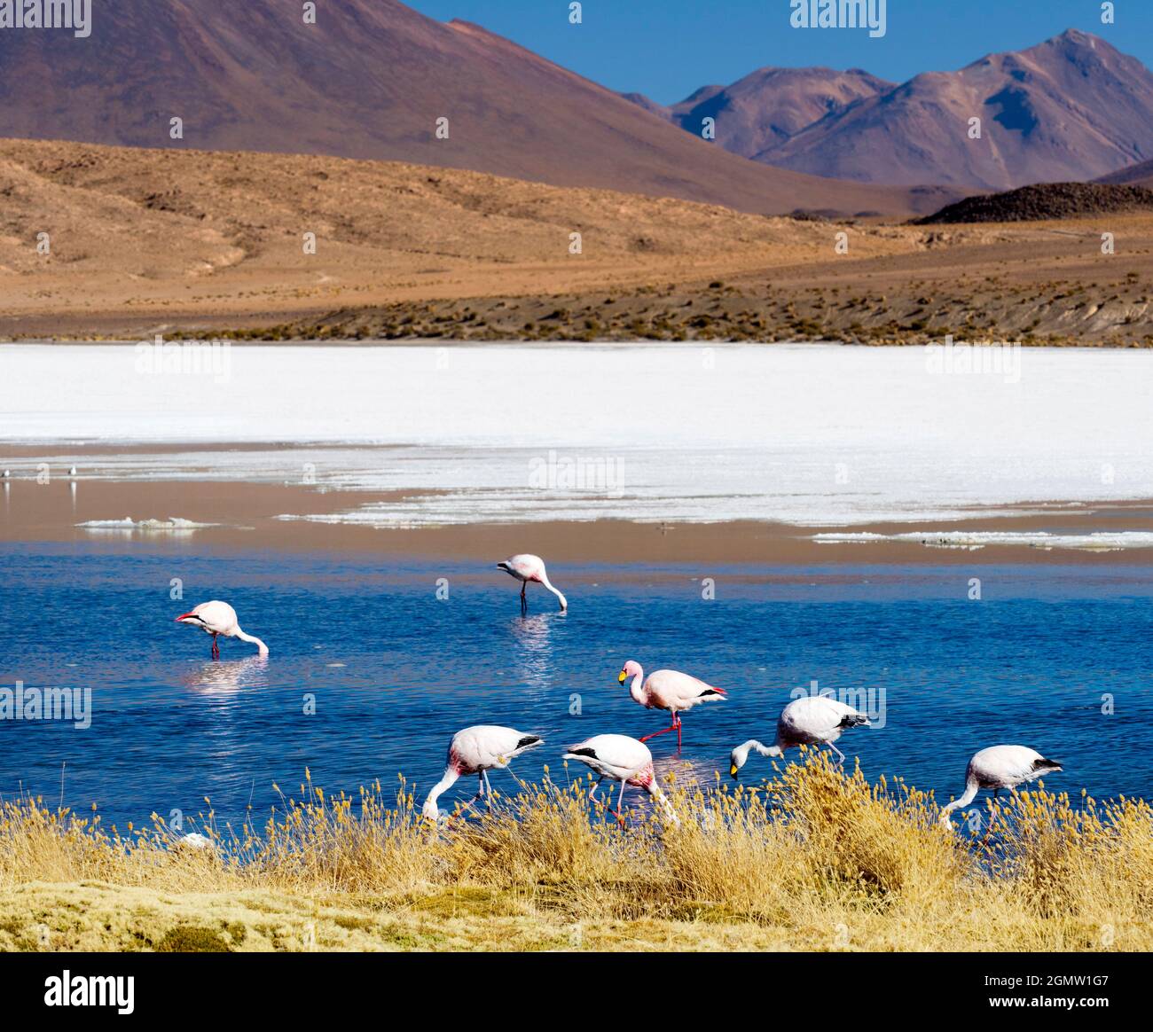 Potosi , Bolivia  - 24 May 2018   Laguna Ca–apa is a pretty salt high up in the altiplano of the SW of Bolivia. It is much frequented by pink flamingo Stock Photo