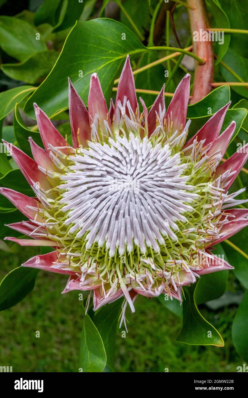 King Protea flower Stock Photo