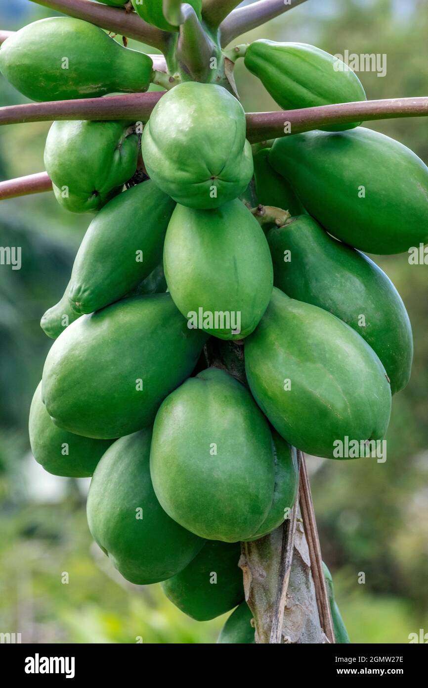 Papaya tree Stock Photo