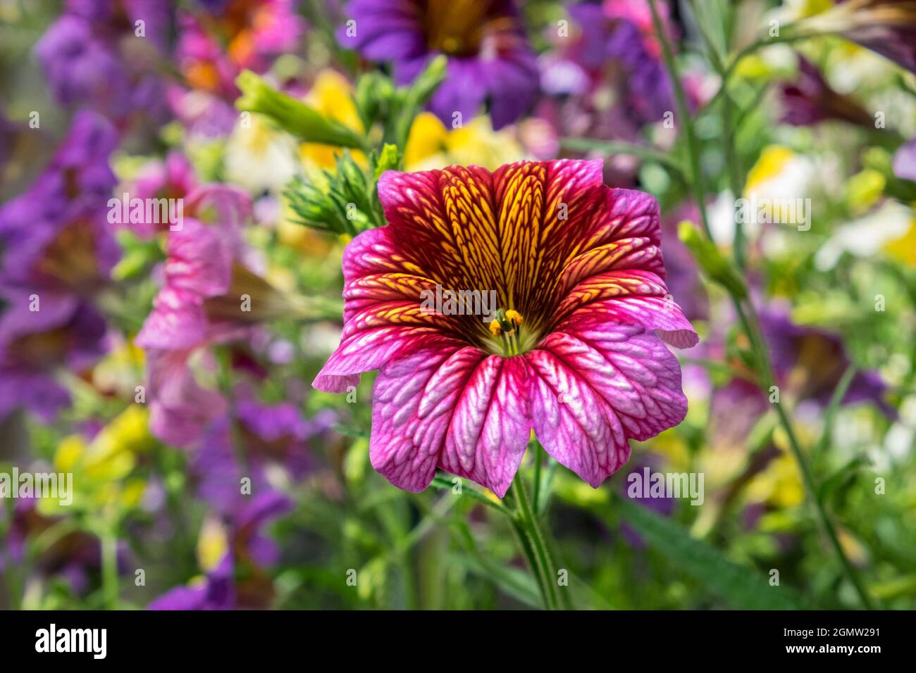 Painted Tongue flowers, USA Stock Photo