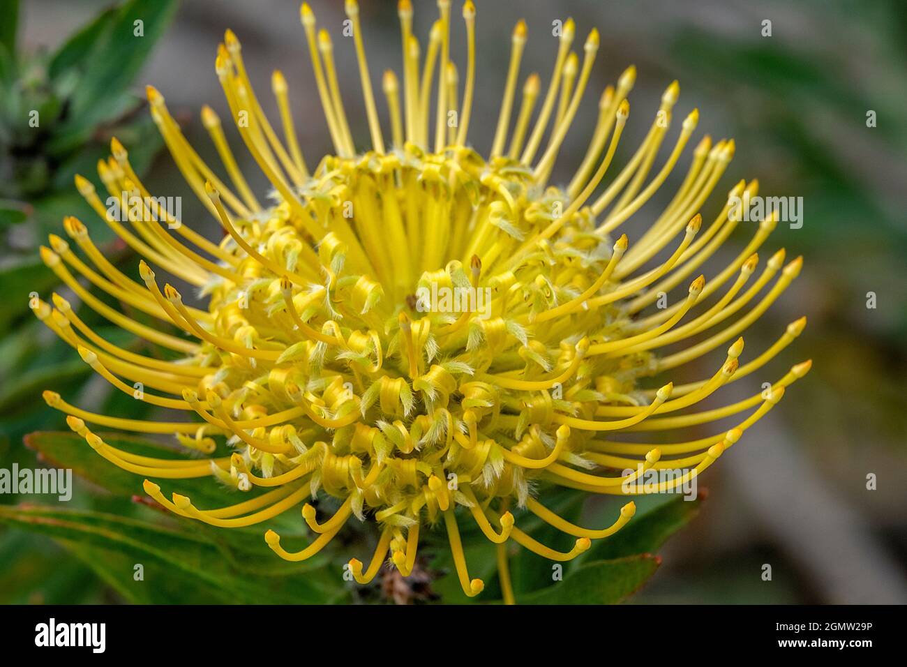 Pincushion flower Stock Photo