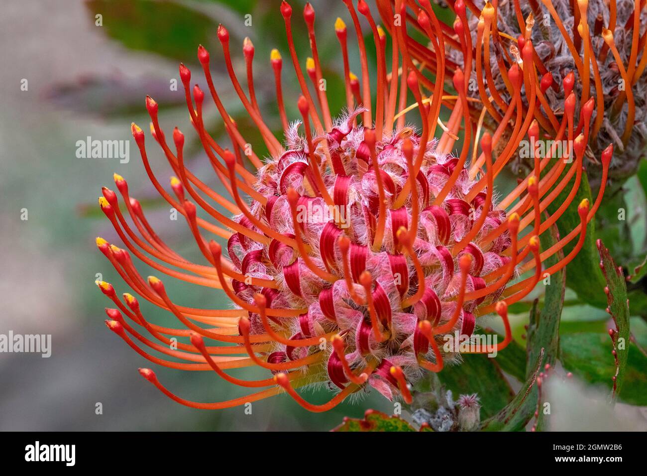 Pincushion flower Stock Photo