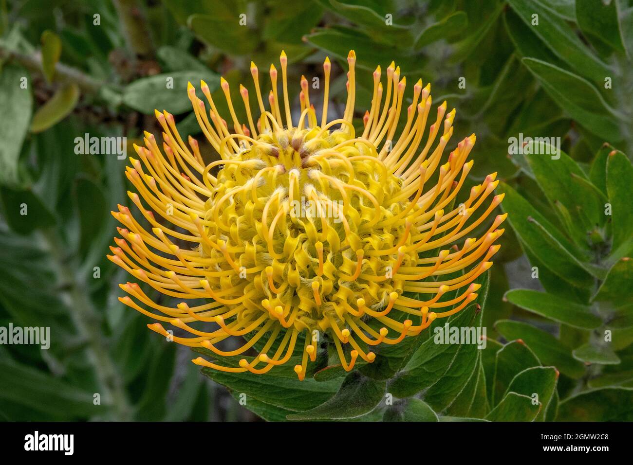 Pincushion flower Stock Photo