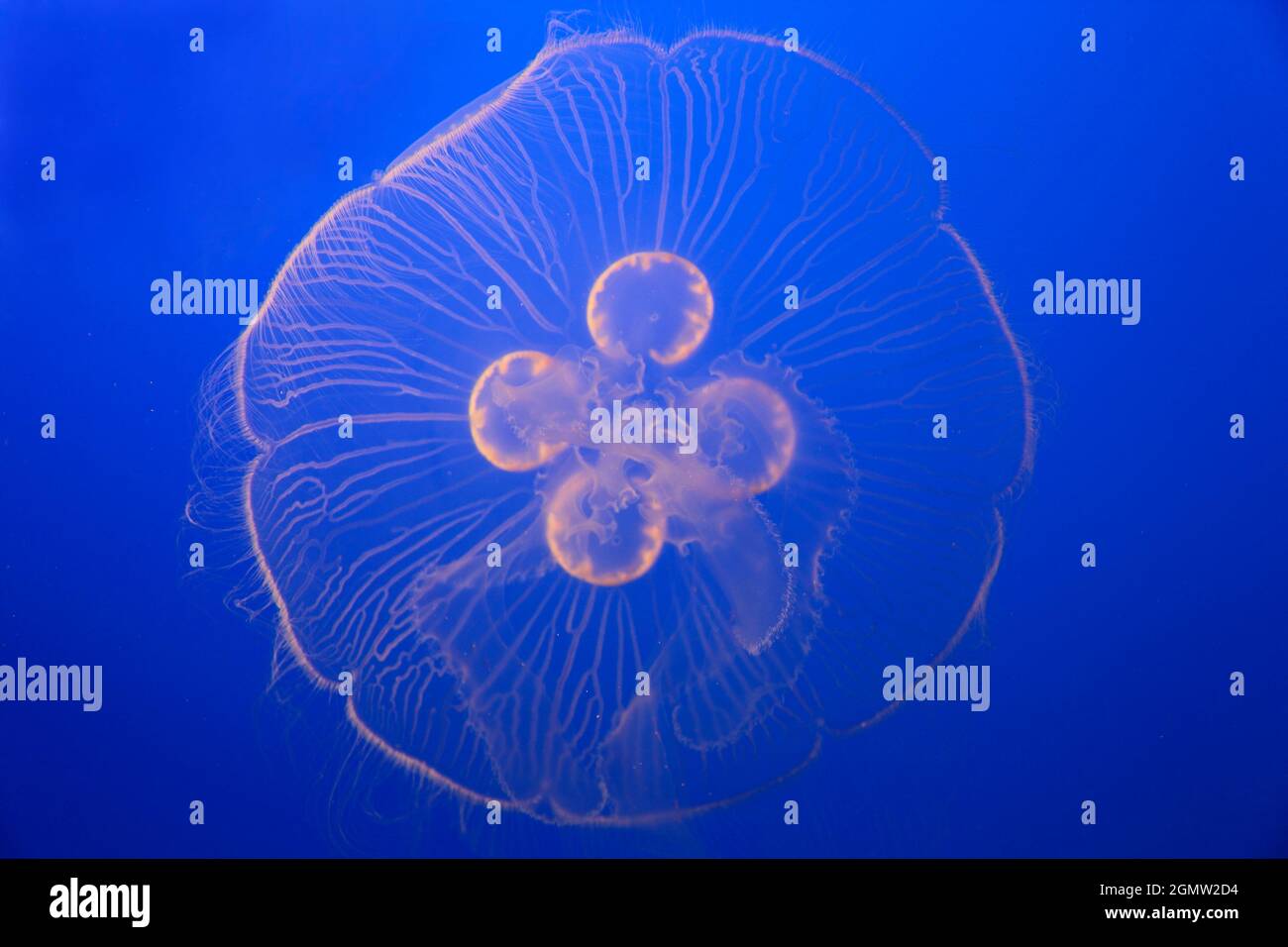 Vancouver Canada - May 2010; Aurelia aurita - also called the moon jelly, moon jellyfish, common jellyfish, or saucer jelly - is a beautiful transluce Stock Photo