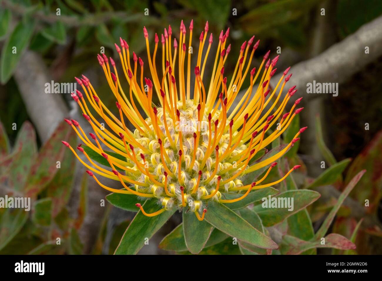 Pincushion flower Stock Photo