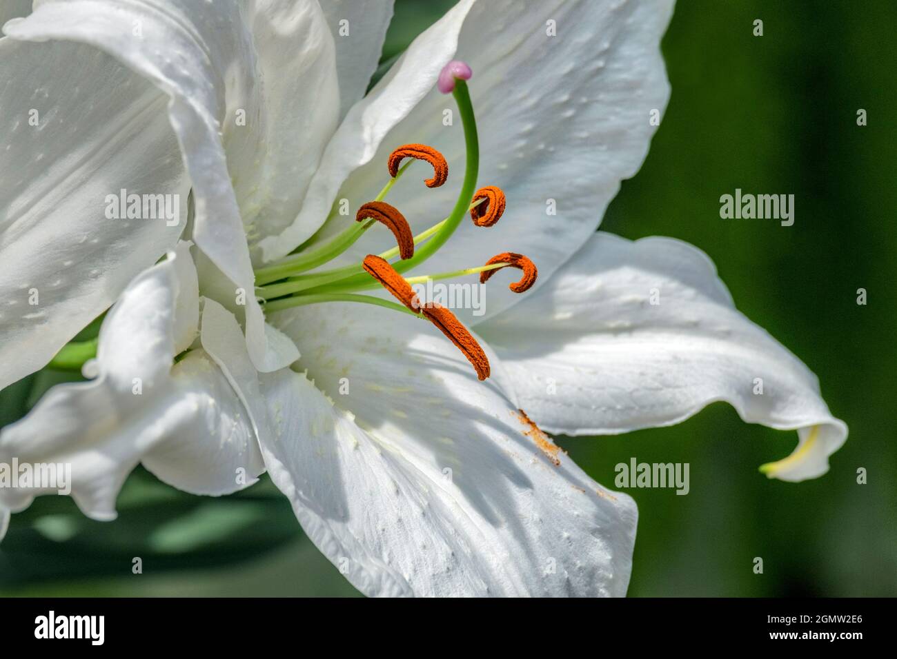 White asiatic lily hi-res stock photography and images - Alamy