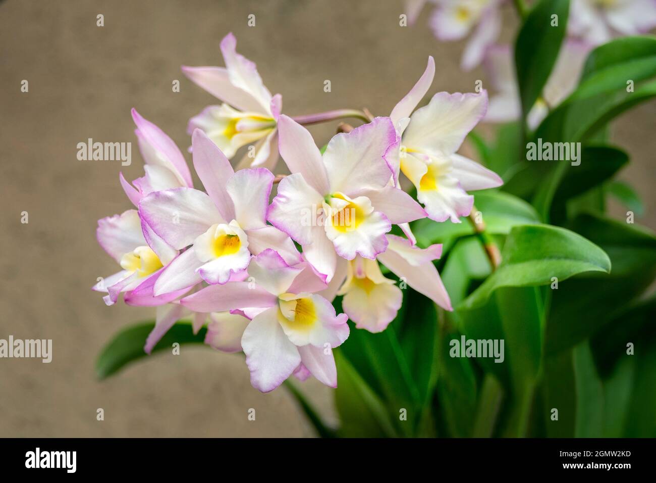 Apple blossom, Iwanagara orchid, USA Stock Photo - Alamy