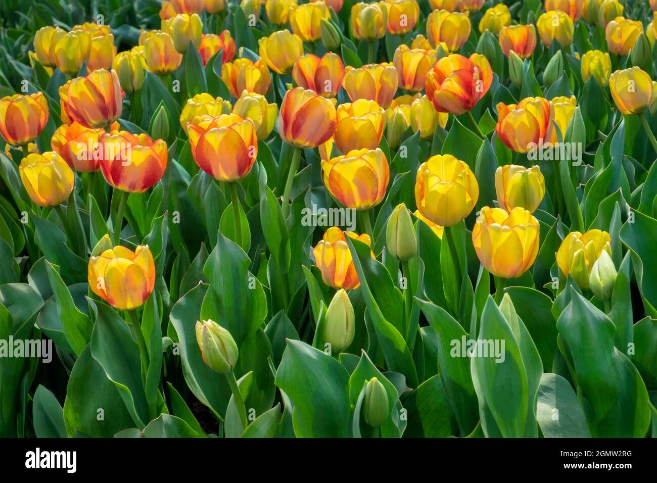 Darwin hybrid tulip hi-res stock photography and images - Alamy
