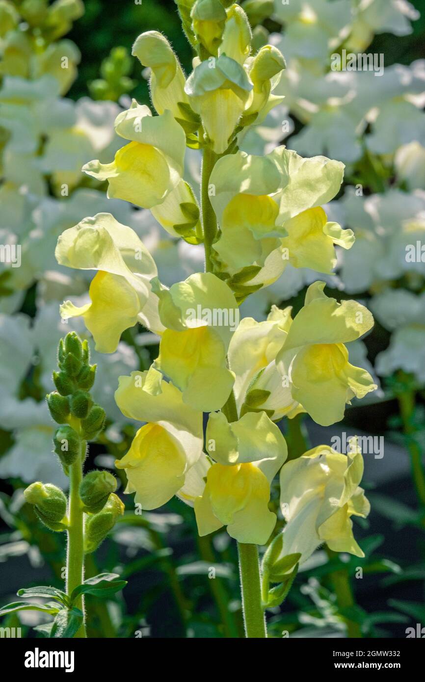 Yellow Snapdragon Stock Photo