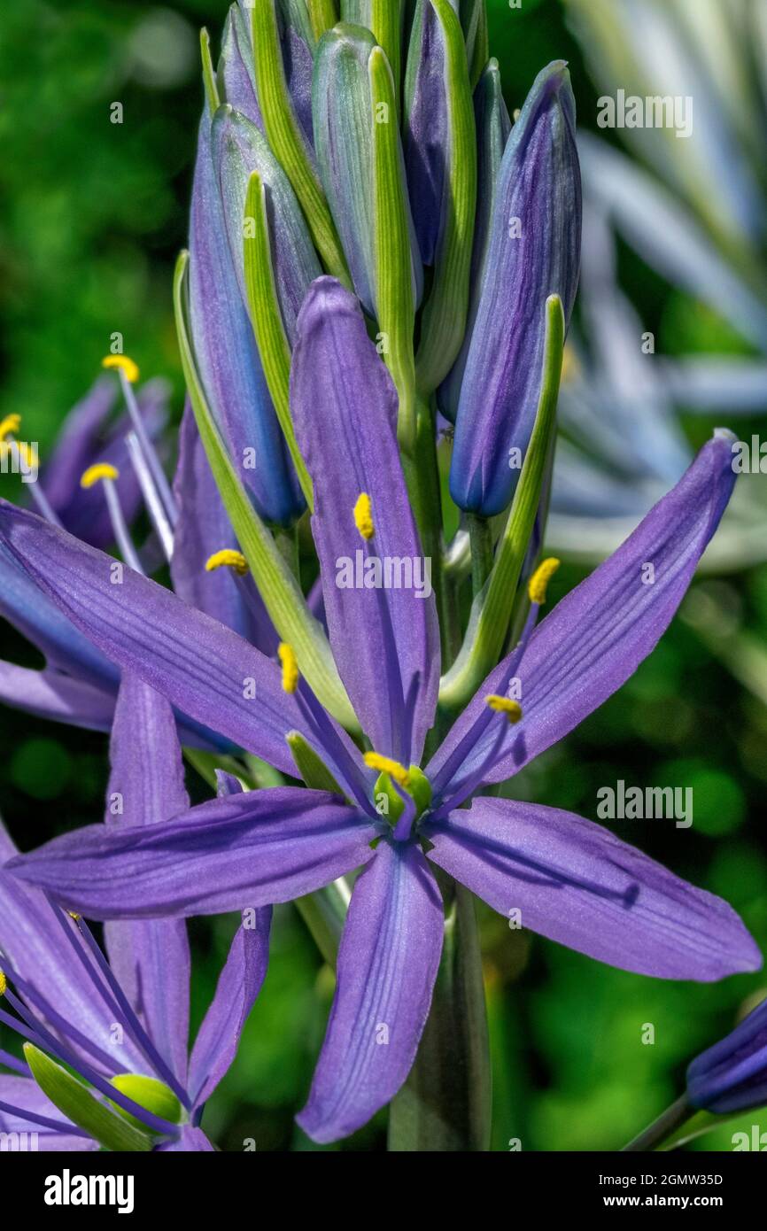 Large camas Stock Photo