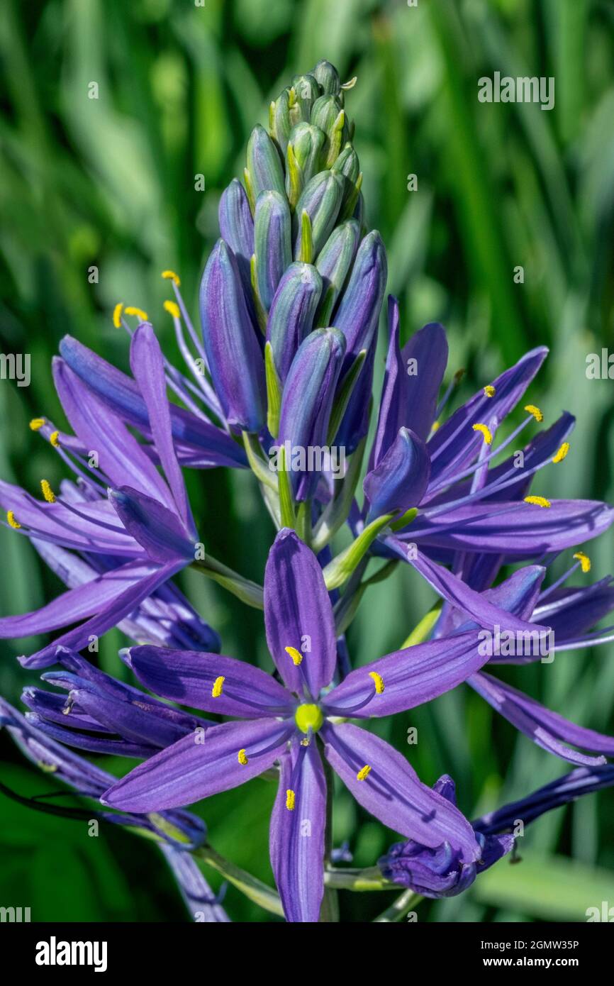 Large camas Stock Photo