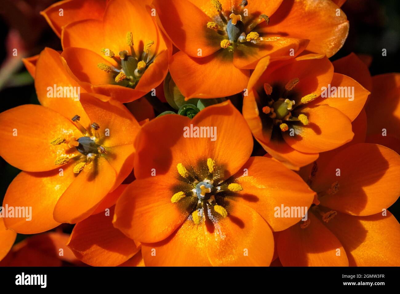 Sun Star flower Stock Photo