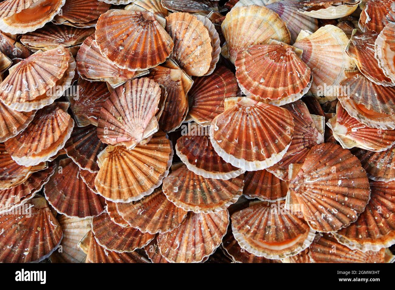 Fresh french scallops on a seafood market at Dieppe France Stock Photo Alamy