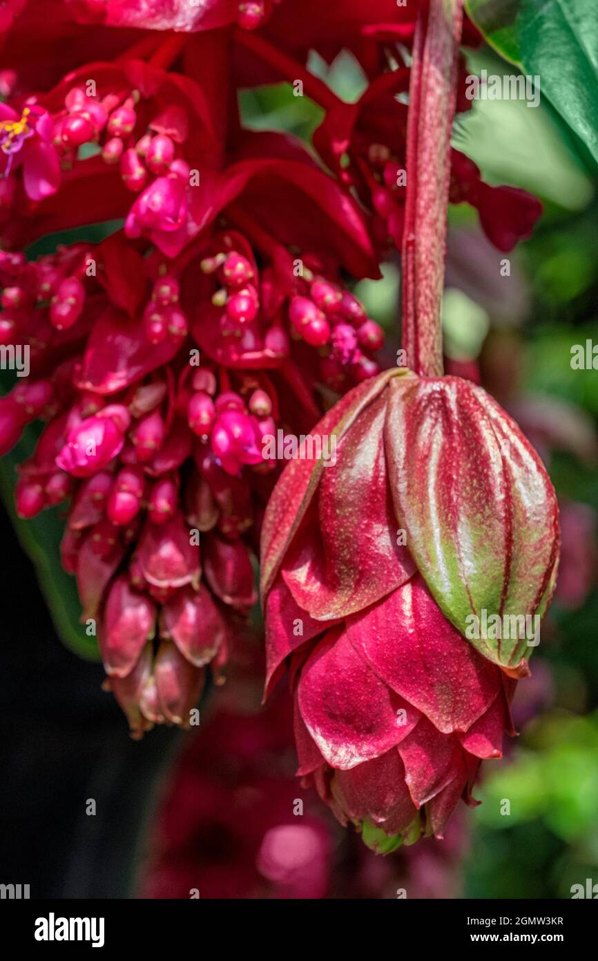 Rose Grape, Showy Medinilla Stock Photo
