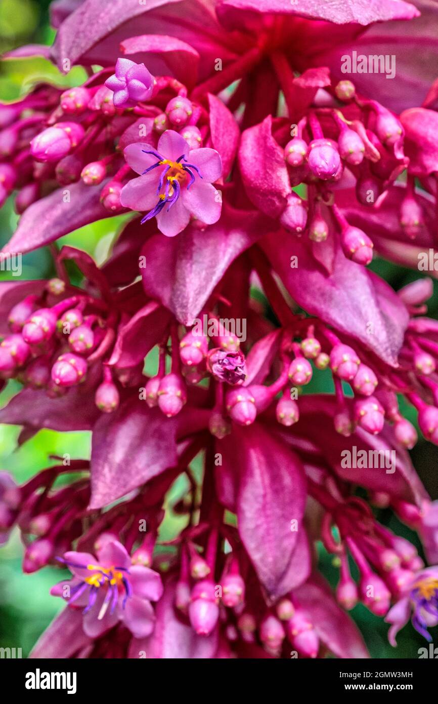 Showy bract hi res stock photography and images Alamy