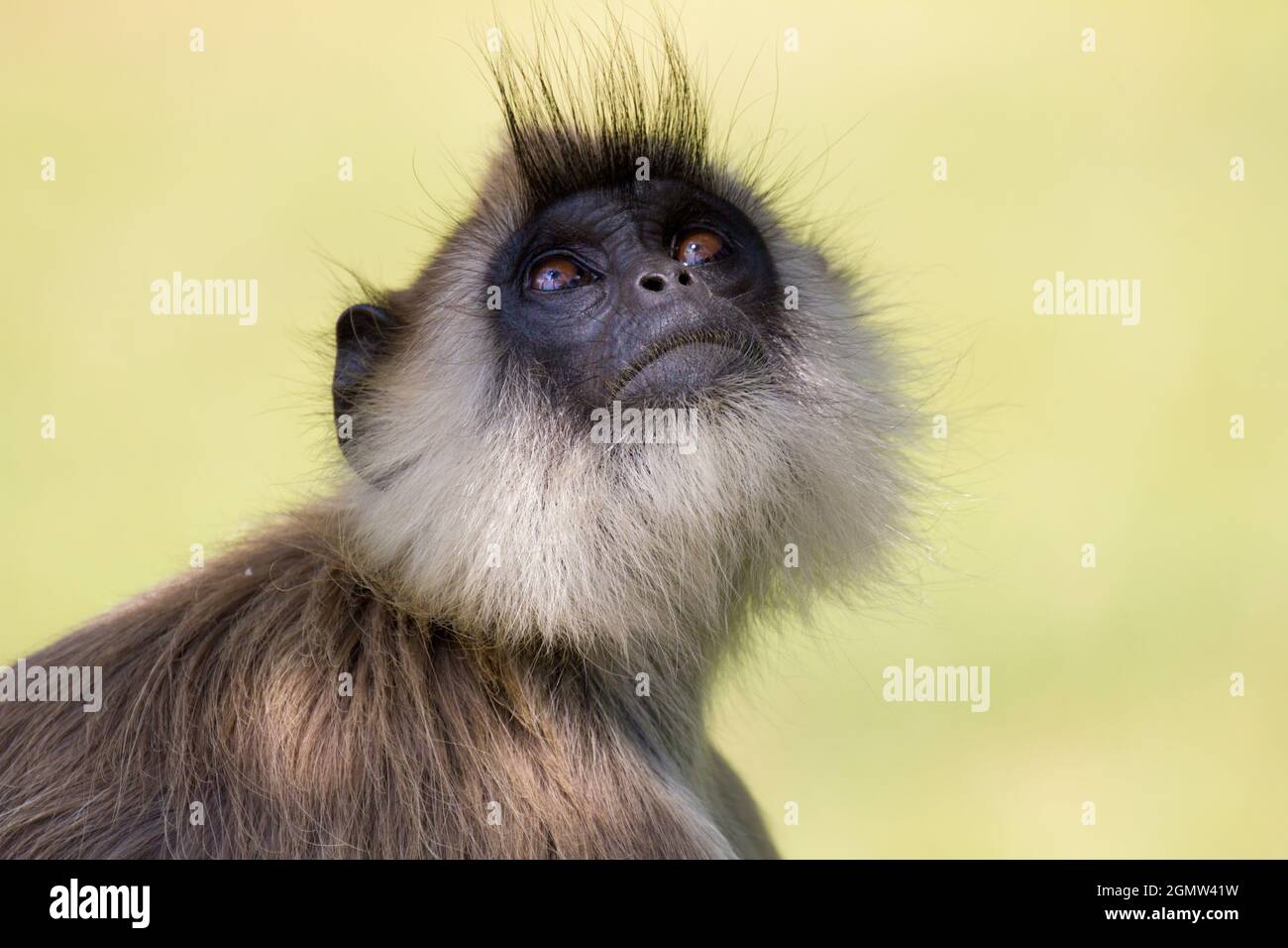 Anuradhapura, Sri Lanka - 9 February 2014; Gray langurs or Hanuman ...