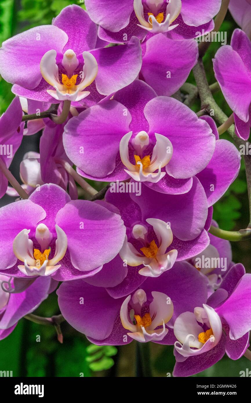 Moon Orchid Stock Photo