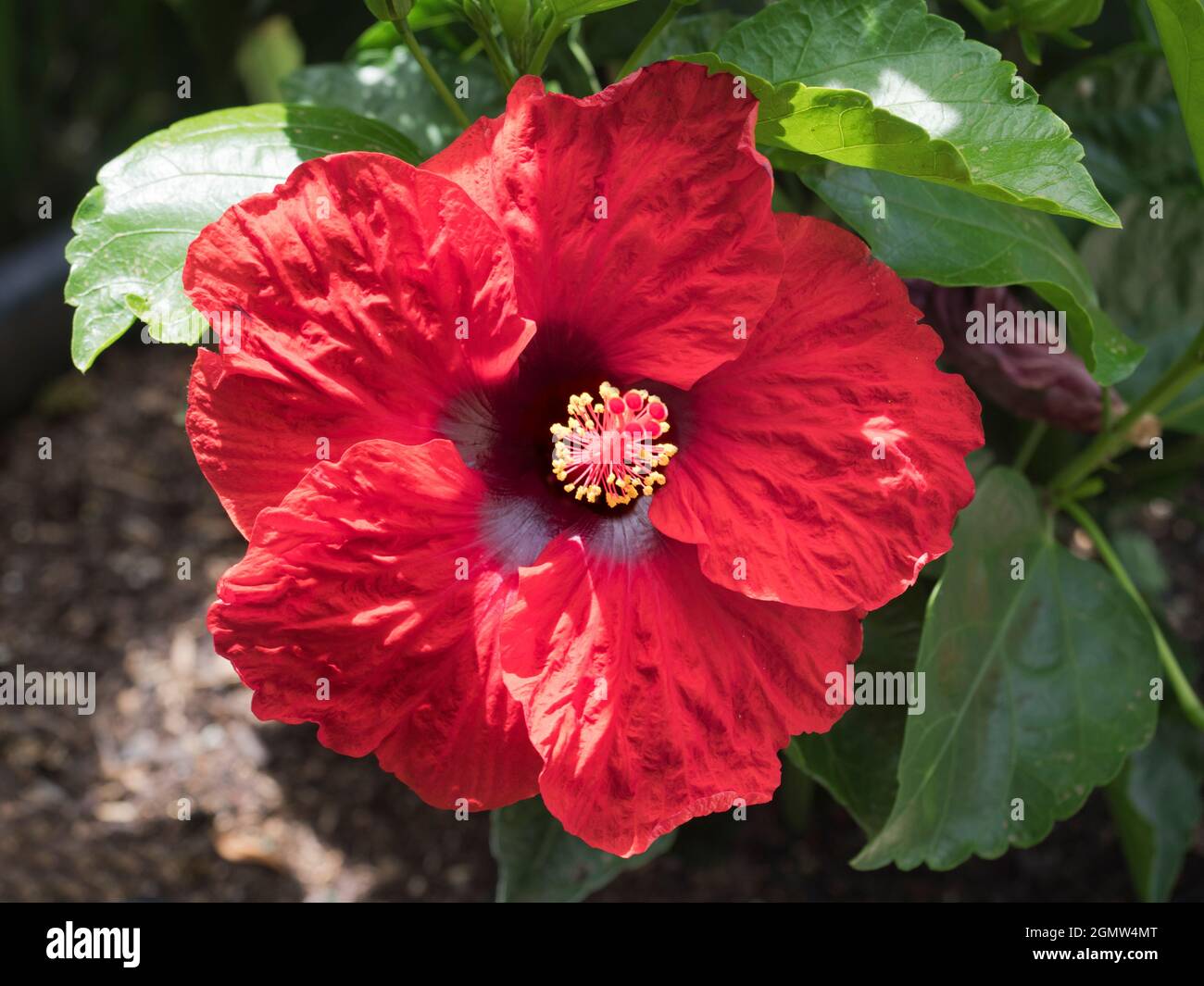 Hobart, Tasmania, Australia 22 February 2019 Hibiscus are a large