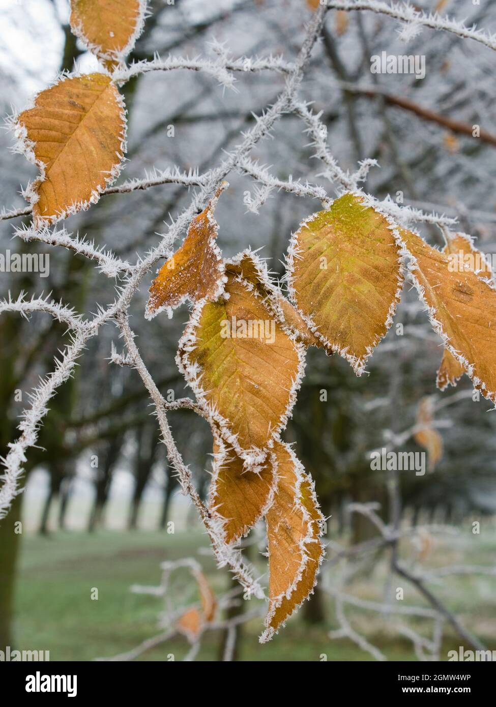 Radley, Oxfordshire UK December 2012; Icy weather in rural