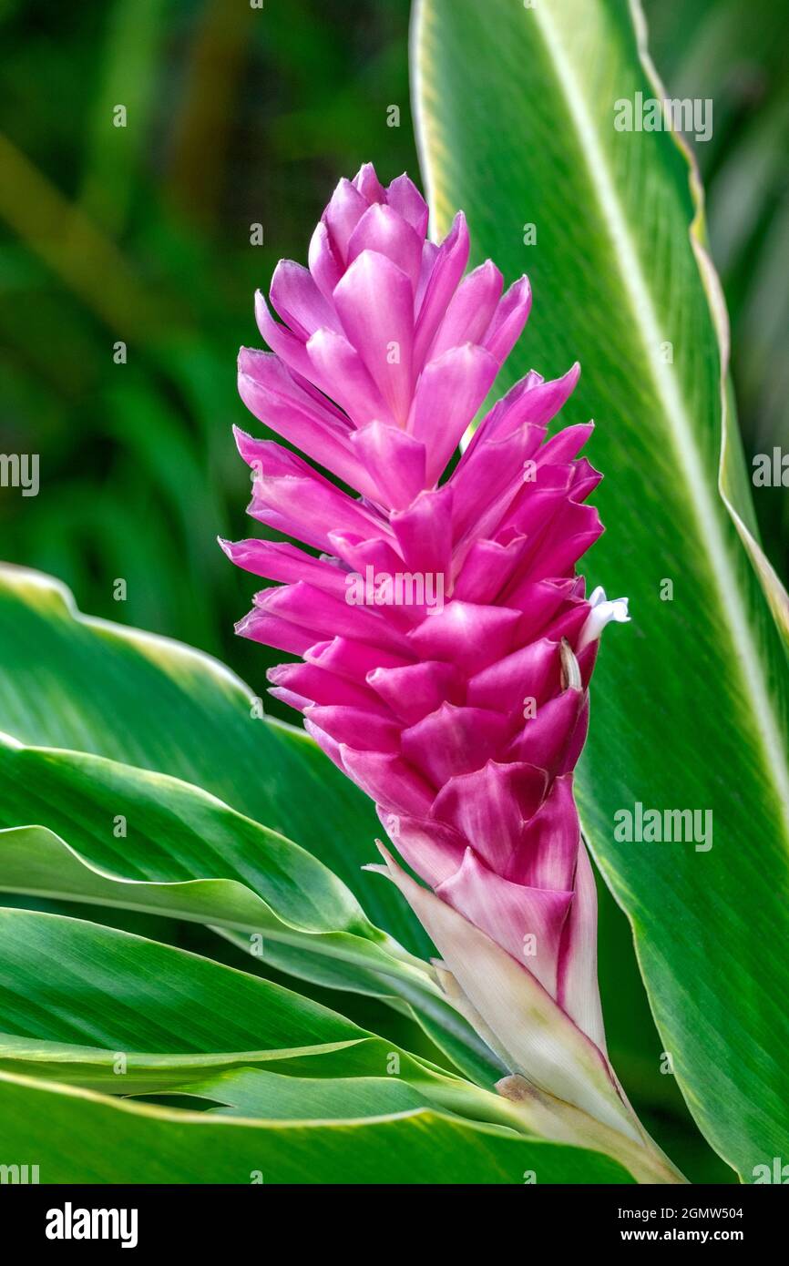 Pink Ginger plant Stock Photo - Alamy