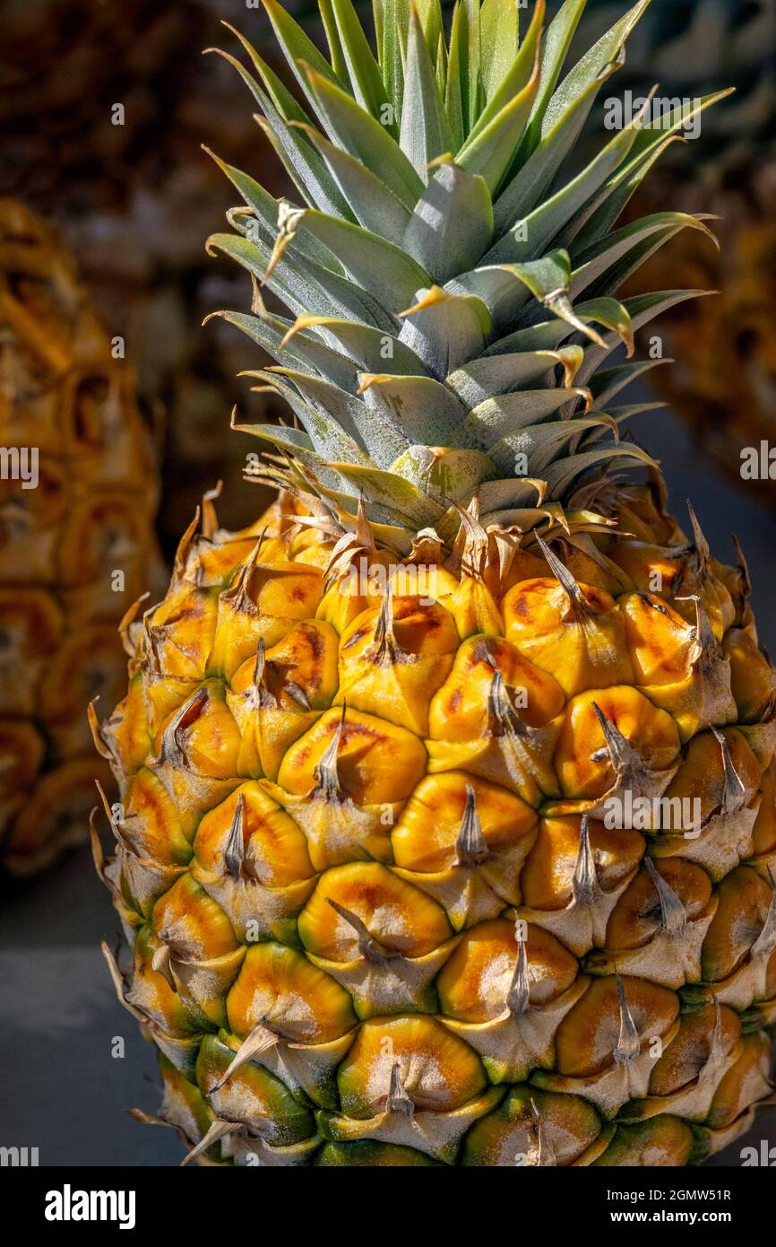 Sugarloaf pineapple Stock Photo