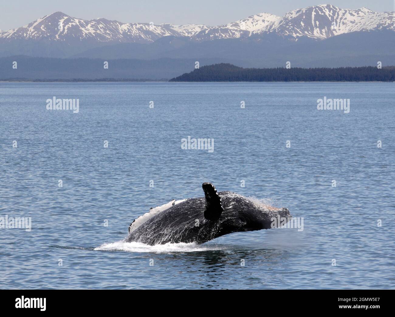 Alaska, USA - 25 May 2010 ; no people in view. Seen from a whale ...