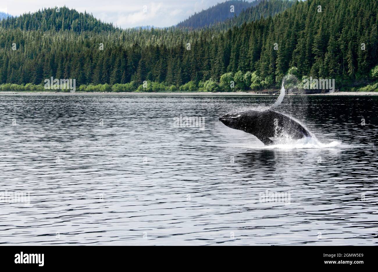 Alaska, USA - 25 May 2010 ; no people in view. Seen from a whale-watching boat, a humpback whale breaches, jumping out of the water at Icy Straits Poi Stock Photo