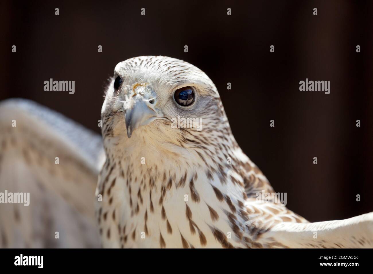 Frilford, Oxfordshire, United Kingdom - 2013; Magnificent head of a ...