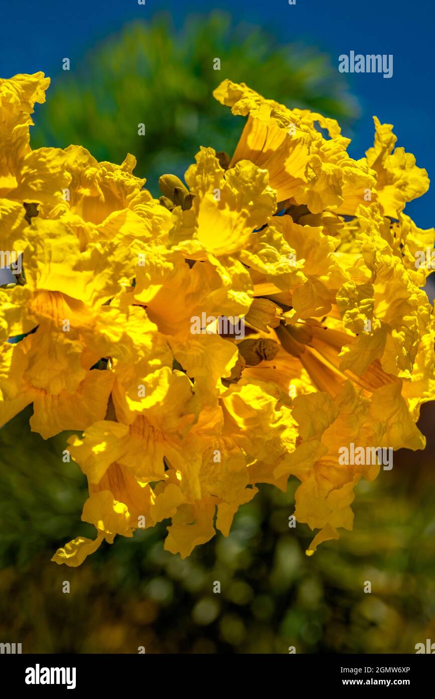 Flower of Golden Trumpet tree Stock Photo