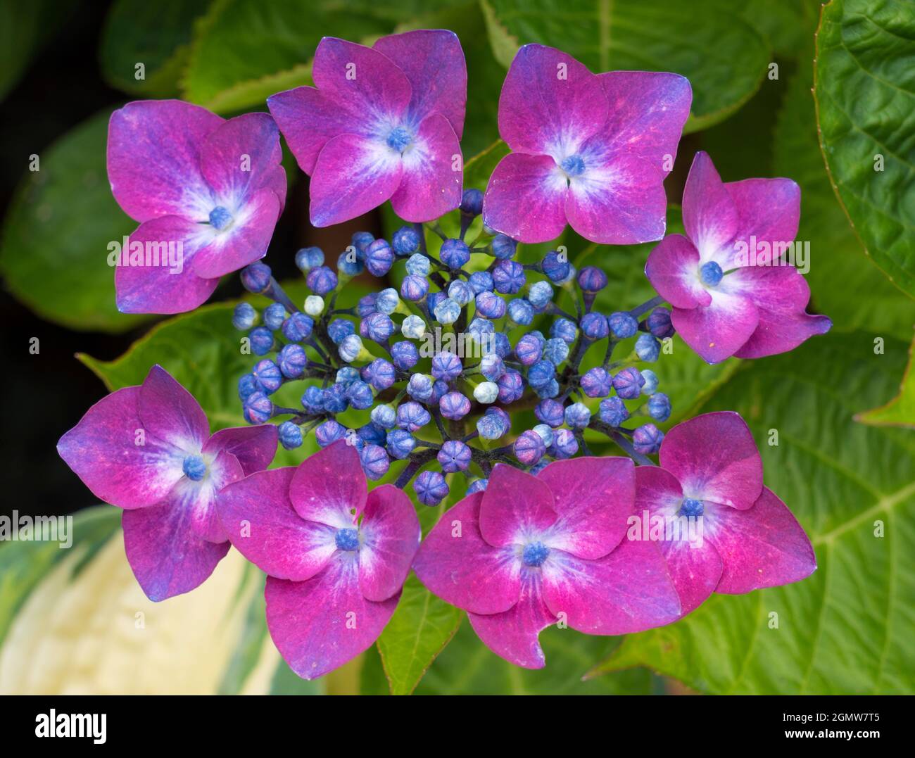 Radley, Oxfordshire, England 13 July 2019; Hydrangeas put on a fine