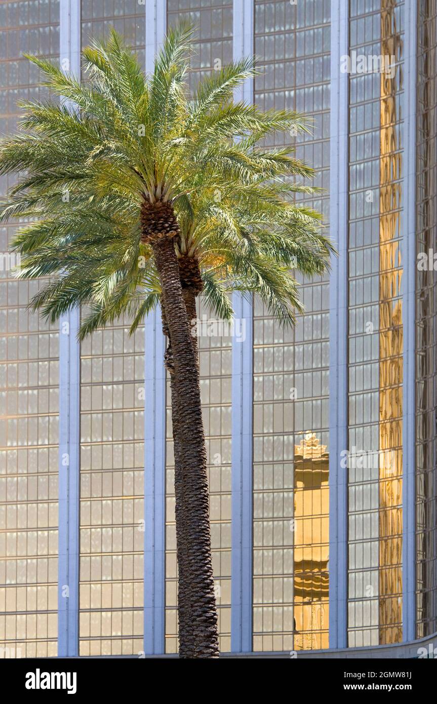 Las Vegas, Nevada - June 2008; An image which sums up Vegas - a palm tree, and shiny reflections in a casino, stuck in the middle of a desert. Stock Photo