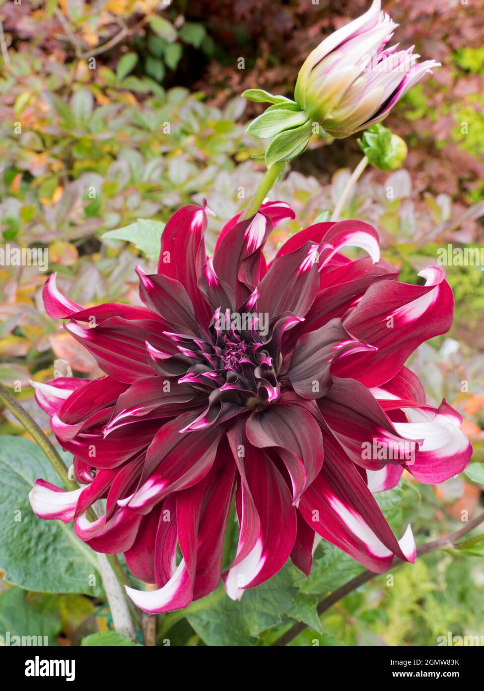 Radley, Oxfordshire, England - 8 September 2019     Dahlias put on a fine show in our garden, in Radley Village Oxfordshire, usually during late summe Stock Photo
