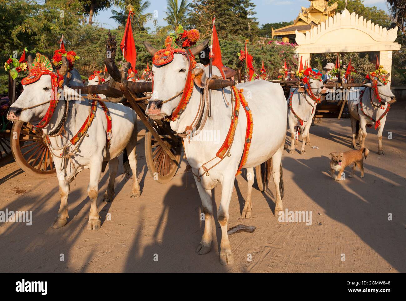 I have no idea why this bullock cart is so lavish, nor its bullocks so pure and handsome. I can only guess it's involved in ritual ceremonies for the Stock Photo