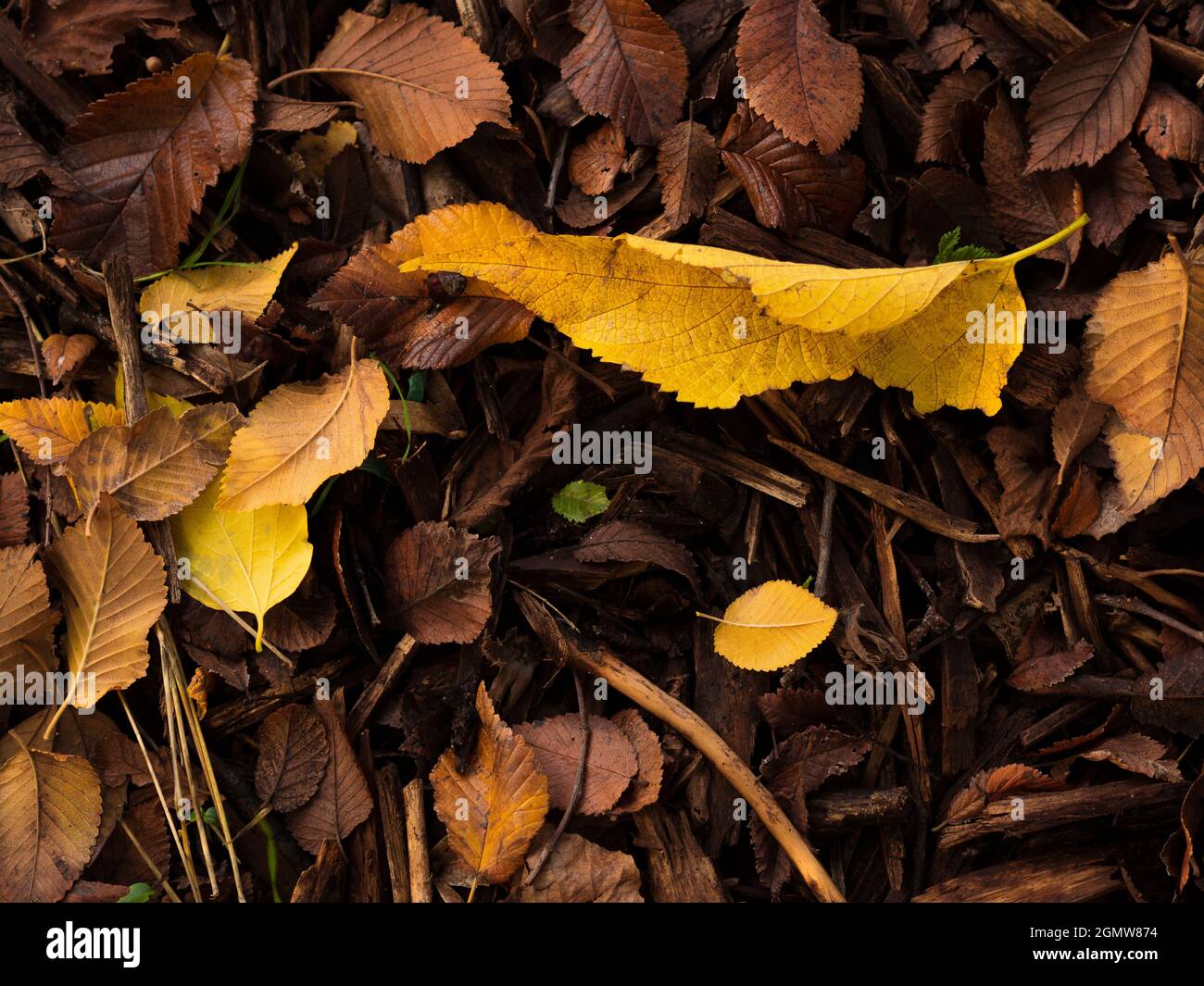 Closeup shot of dried autumn leaves colorful, yellow and brown Stock ...