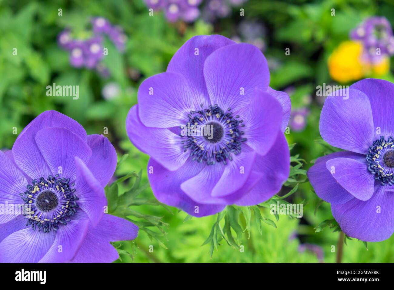 Poppy-Flowered Anemone, USA Stock Photo