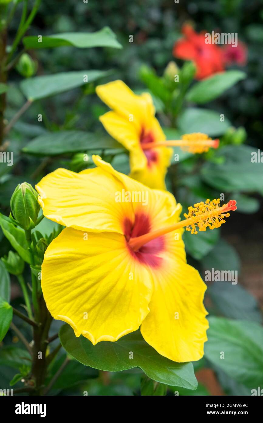 Sunny Wind, Hibiscus, USA Stock Photo - Alamy
