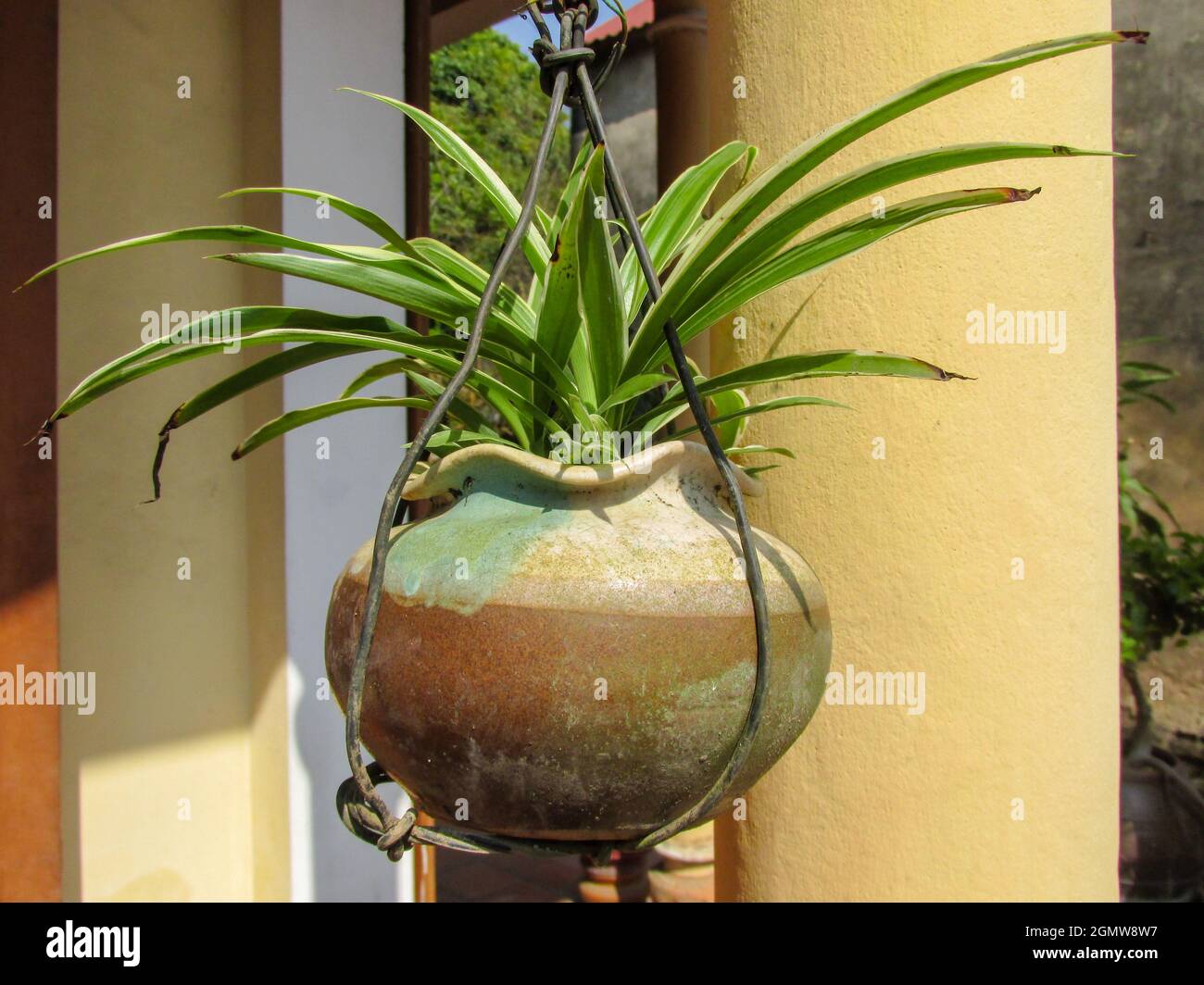 A Spider Plant or Chlorophytum bichetii Karrer Backer plant is growing and hanging in brown pot in the garden Stock Photo