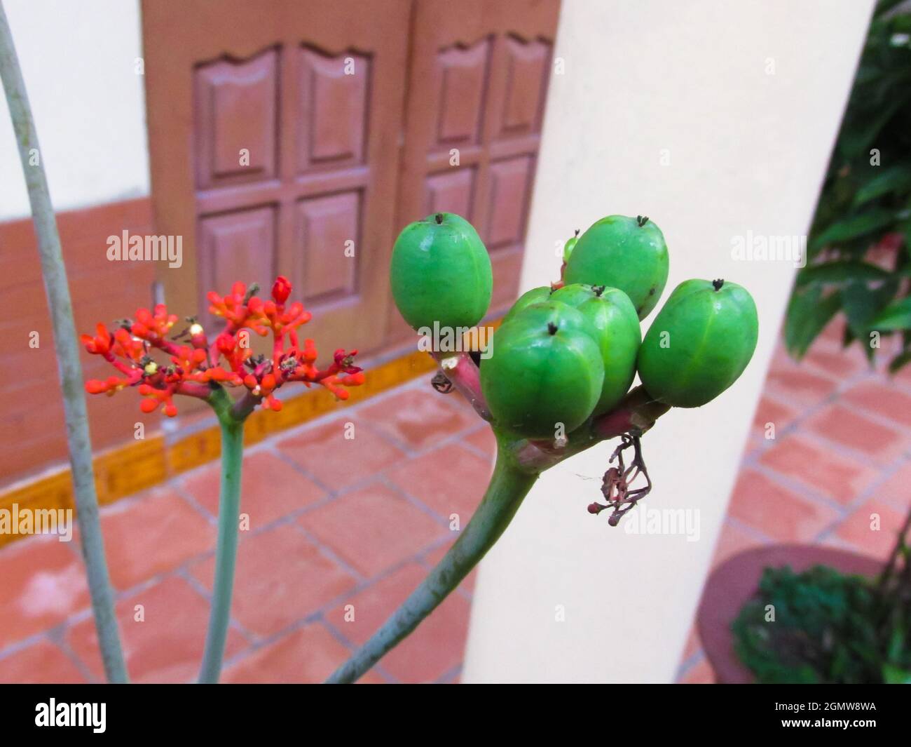 fruits and flowers of Jatropha podagrica Hook.f. (EUPHORBIACEAE) Stock Photo