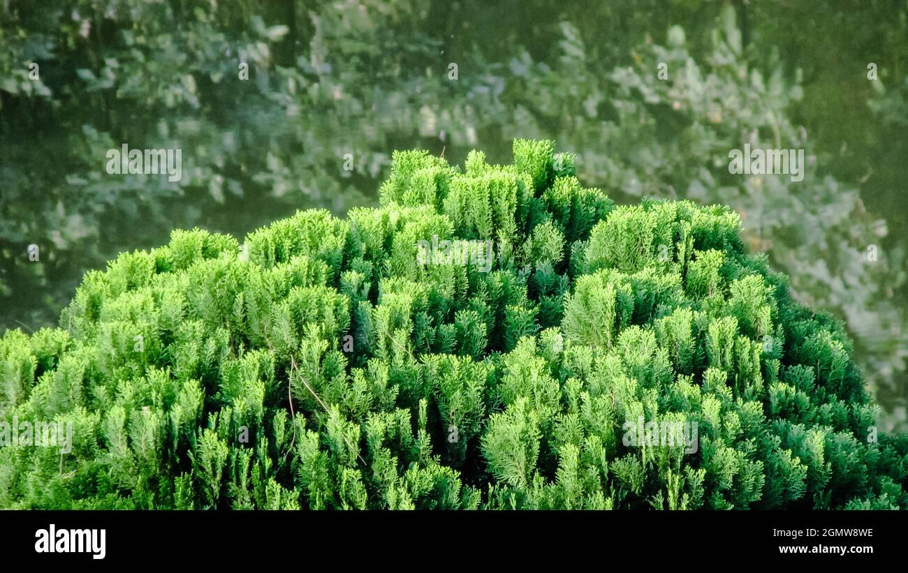 Abstract of Creeping Juniper or Juniperus procumbens (Siebold ex Endl.) Stock Photo