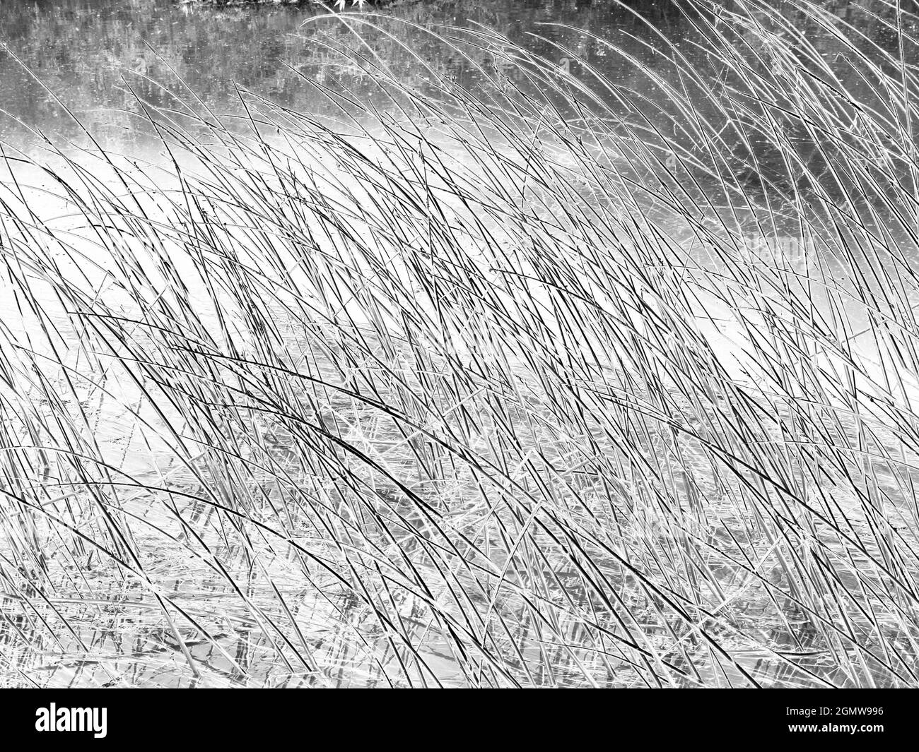 Reed bending Black and White Stock Photos & Images Alamy