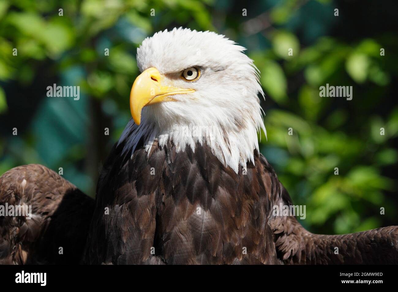 Magnificent Bald Eagle in Ketchikan, Alaska 8Ketchikan, Alaska USA - 26 May 2010; Magnificent raptor and fitting national emblem. Is there a more char Stock Photo - Alamy Magnificent Bald Eagle in Ketchikan, Alaska 8Ketchikan, Alaska USA - 26 May 2010; Magnificent raptor and fitting national emblem. Is there a more char Stock Photo - Alamy